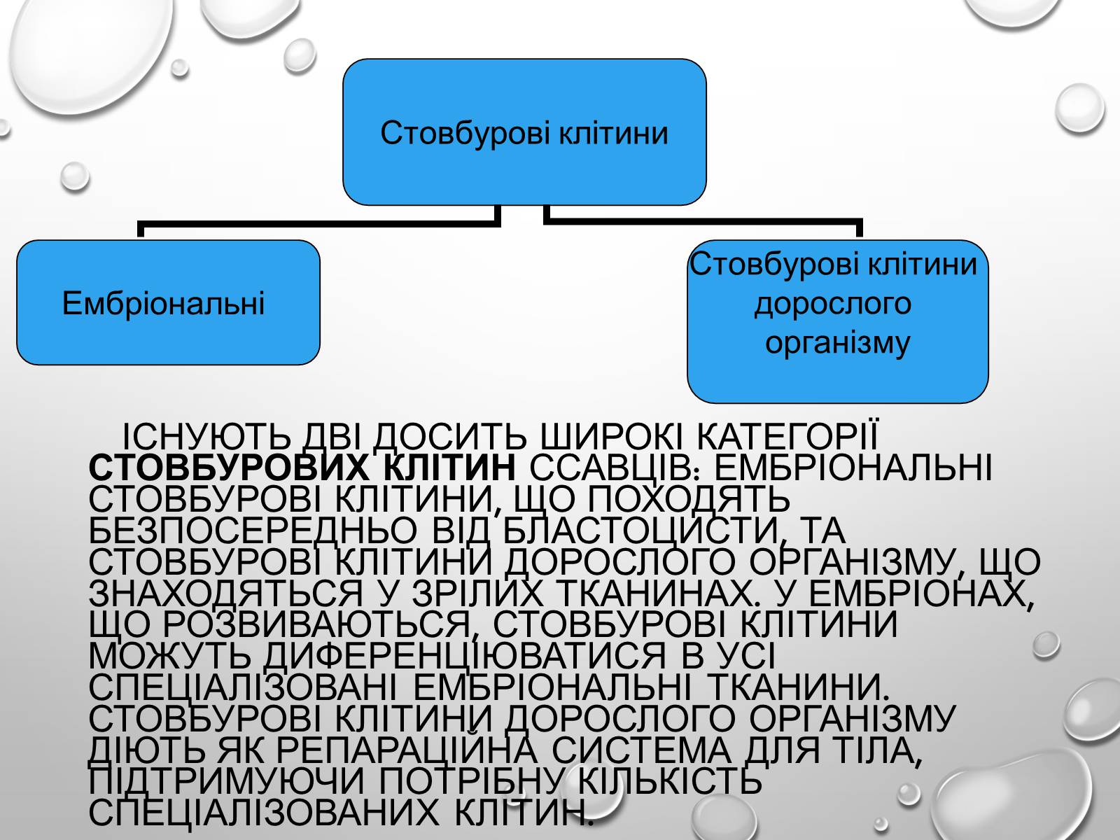 Презентація на тему «Стовбурові клітини» (варіант 1) - Слайд #3