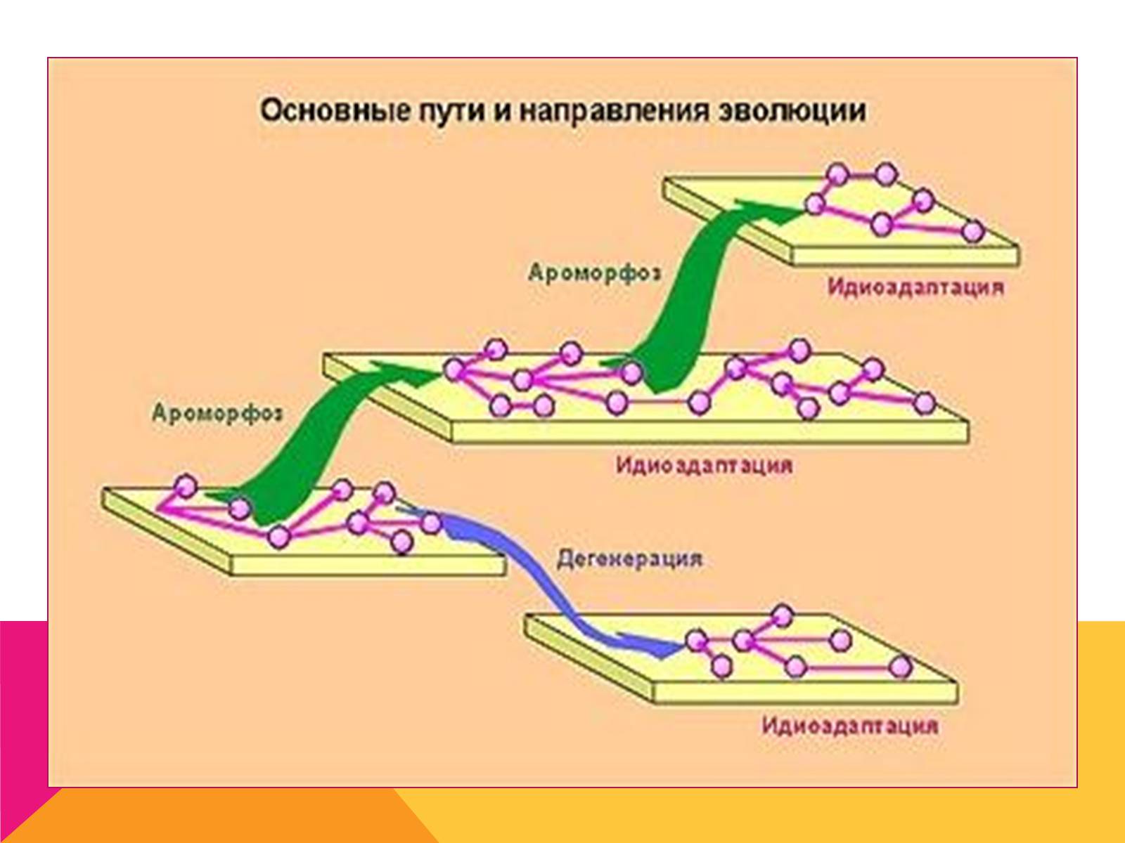 Презентація на тему «Эволюция» - Слайд #20