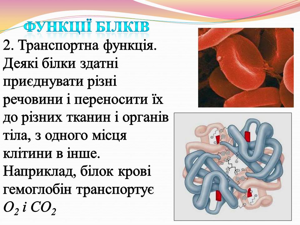 Презентація на тему «Білки. Властивості та функції» - Слайд #11