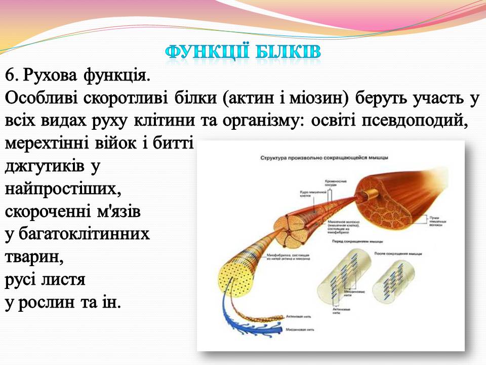 Презентація на тему «Білки. Властивості та функції» - Слайд #17