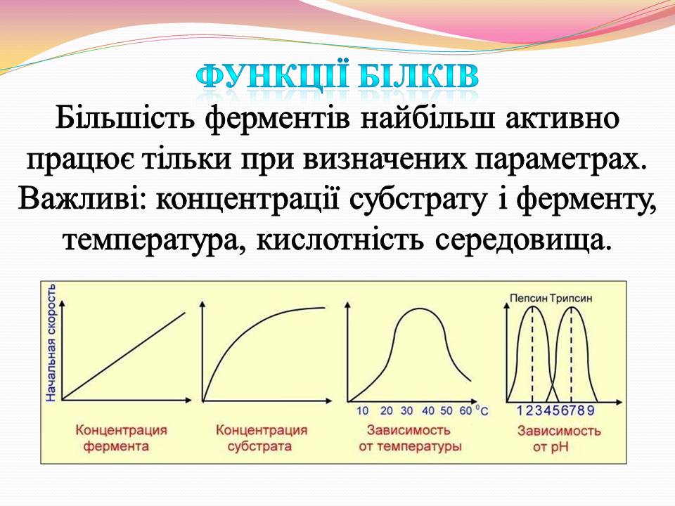 Презентація на тему «Білки. Властивості та функції» - Слайд #23