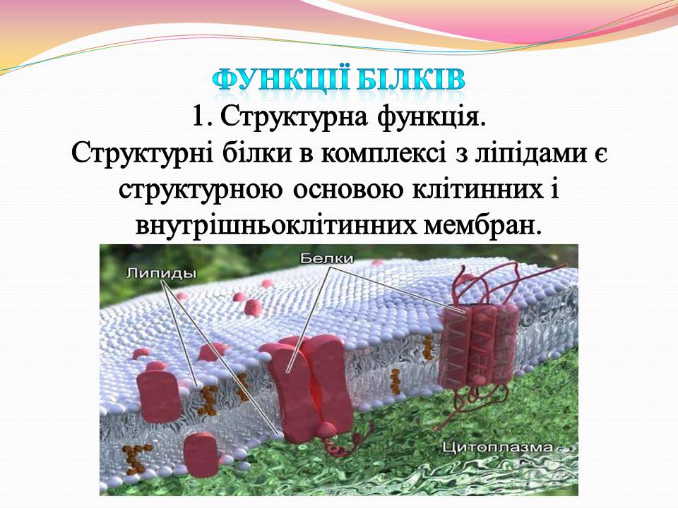 Презентація на тему «Білки. Властивості та функції» - Слайд #9