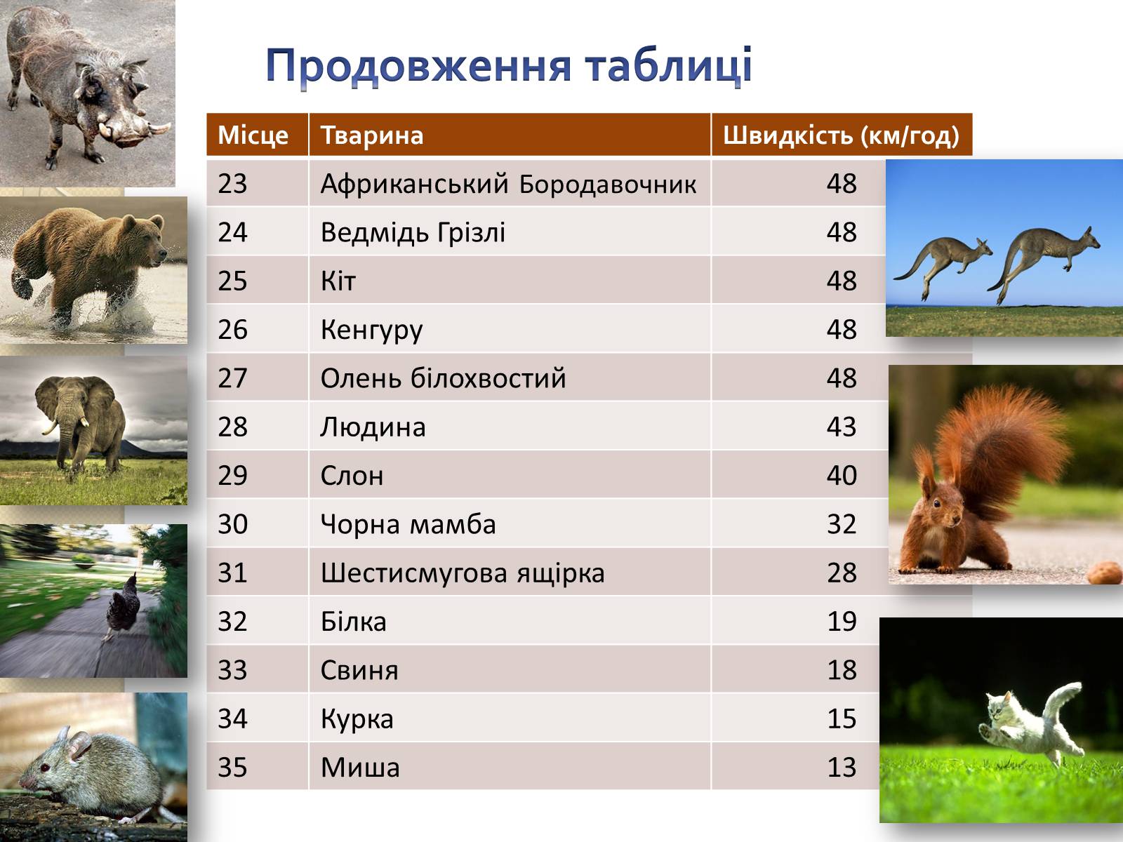 Презентація на тему «Топ-10 найшвидших тварини планети» - Слайд #13