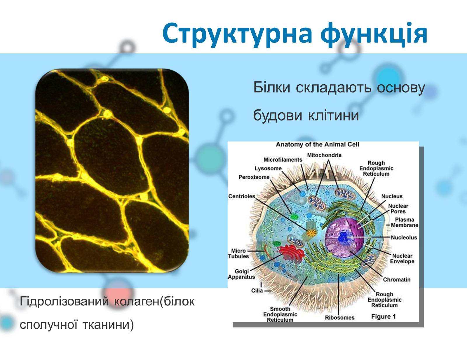 Беличья клетка. Белок клетки структуры. Функции белков в клетке структурная. Структурная функция белков. Белок в строении клетки.