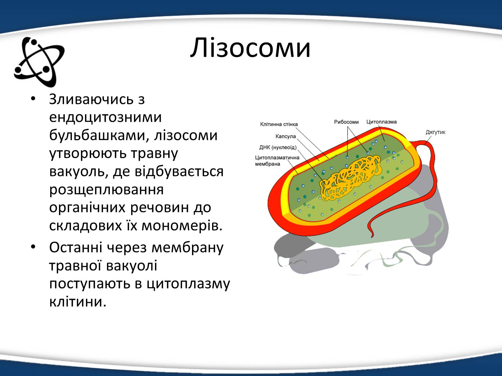 Презентація на тему «Одномембранні органели» (варіант 1) - Слайд #12