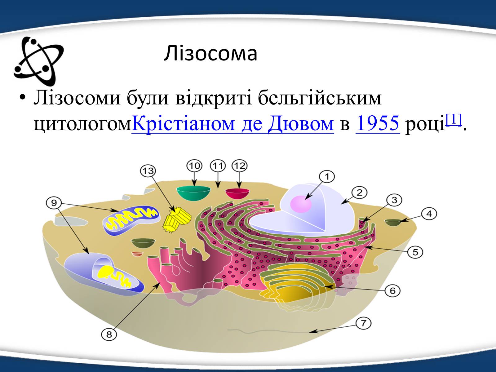 Презентація на тему «Одномембранні органели» (варіант 1) - Слайд #13