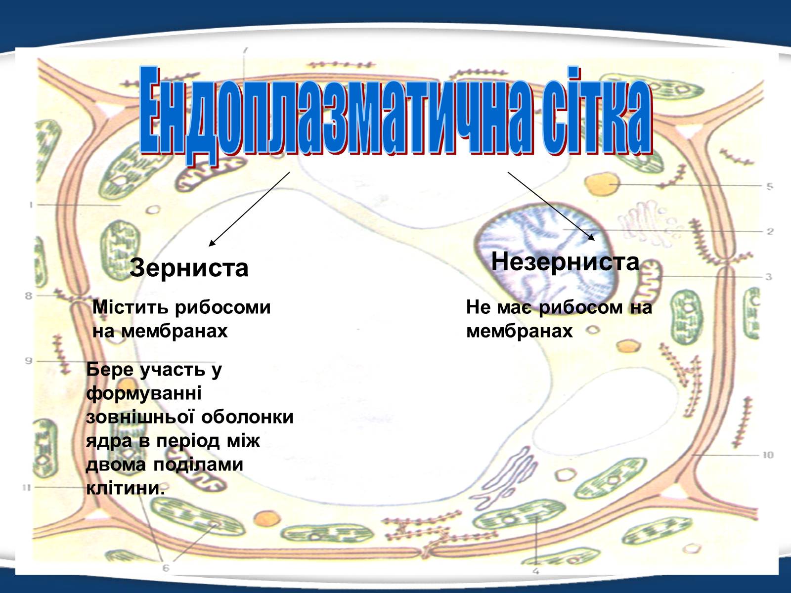 Презентація на тему «Одномембранні органели» (варіант 1) - Слайд #3