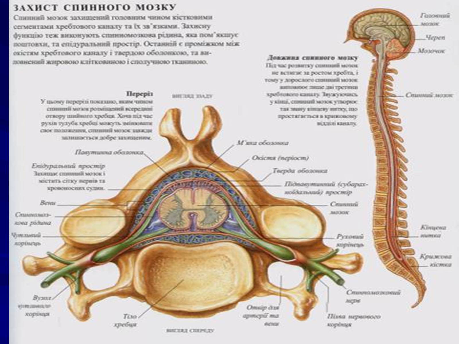 Презентація на тему «Спинний мозок» (варіант 1) - Слайд #10