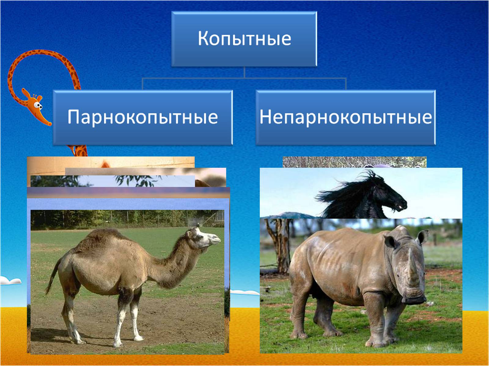 Презентація на тему «Отряд Парнокопытные» - Слайд #5