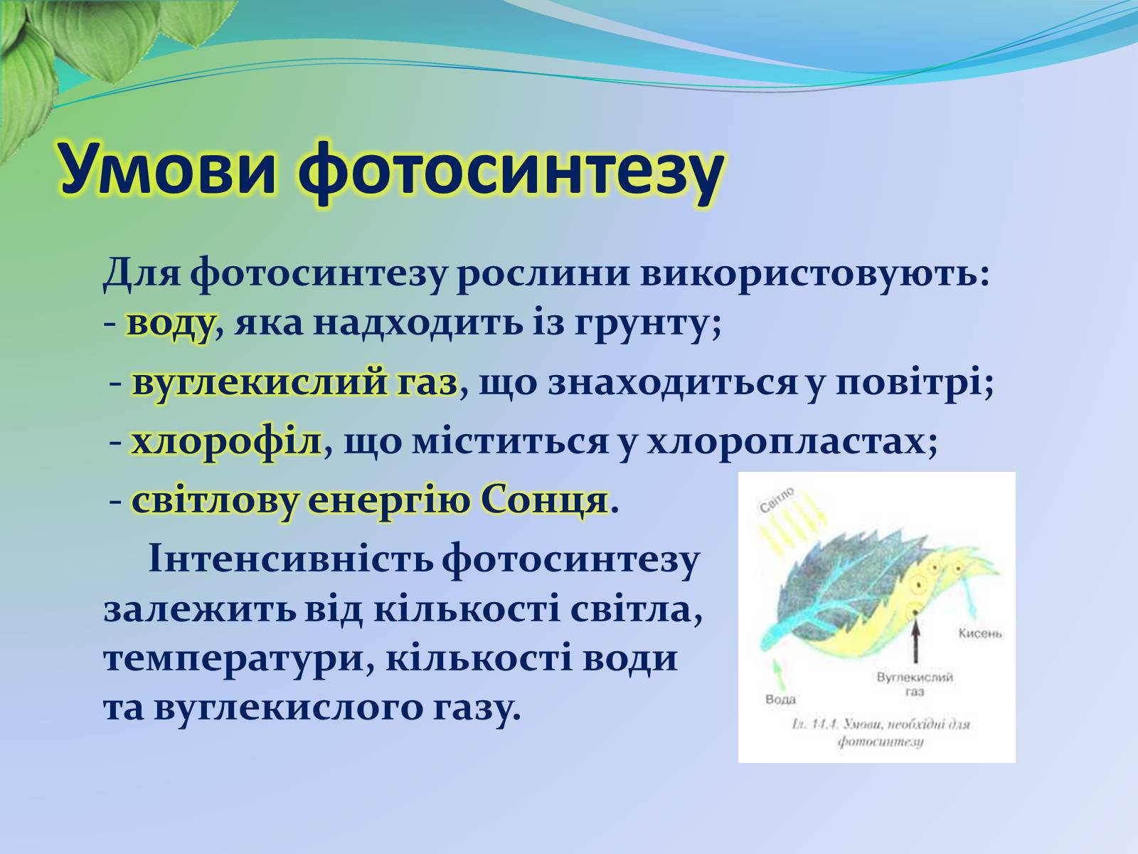 Презентація на тему «Функції листка» - Слайд #8