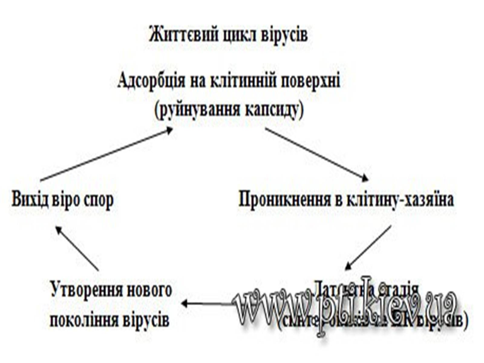 Презентація на тему «Віруси» (варіант 9) - Слайд #8