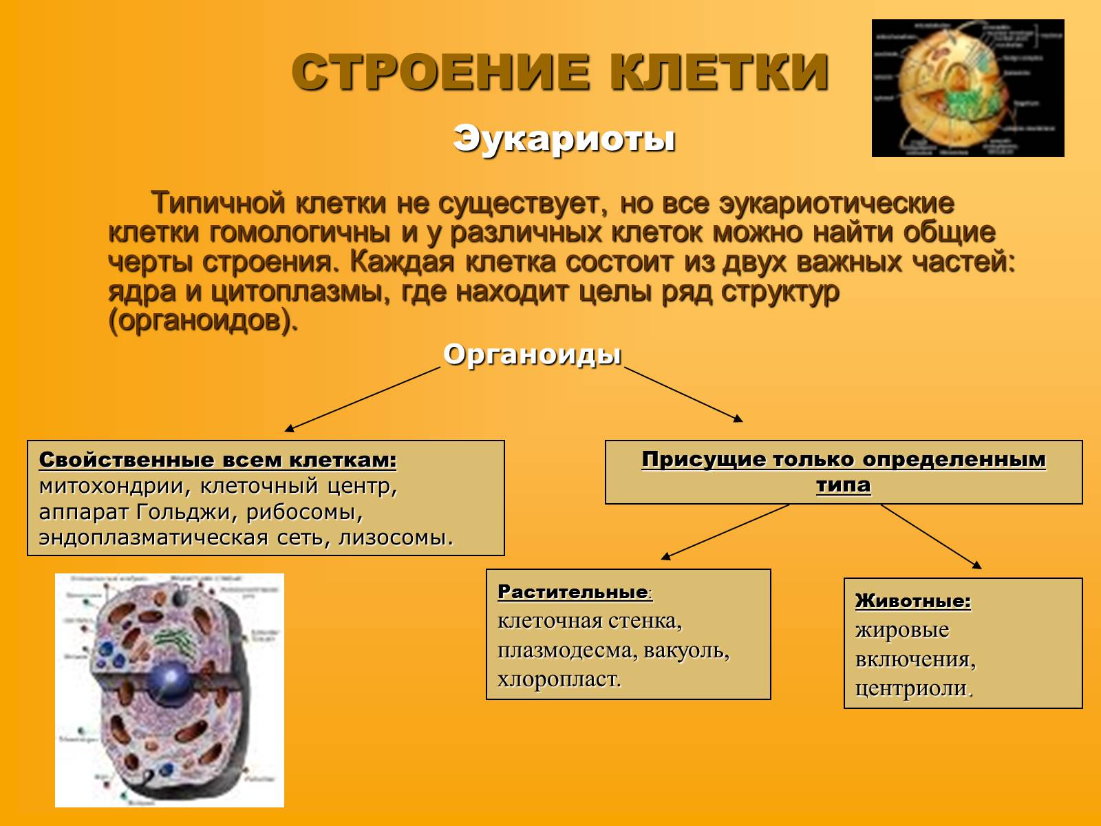 Презентація на тему «Сравнительная характеристика прокариотической и эукариотической клетки» - Слайд #5