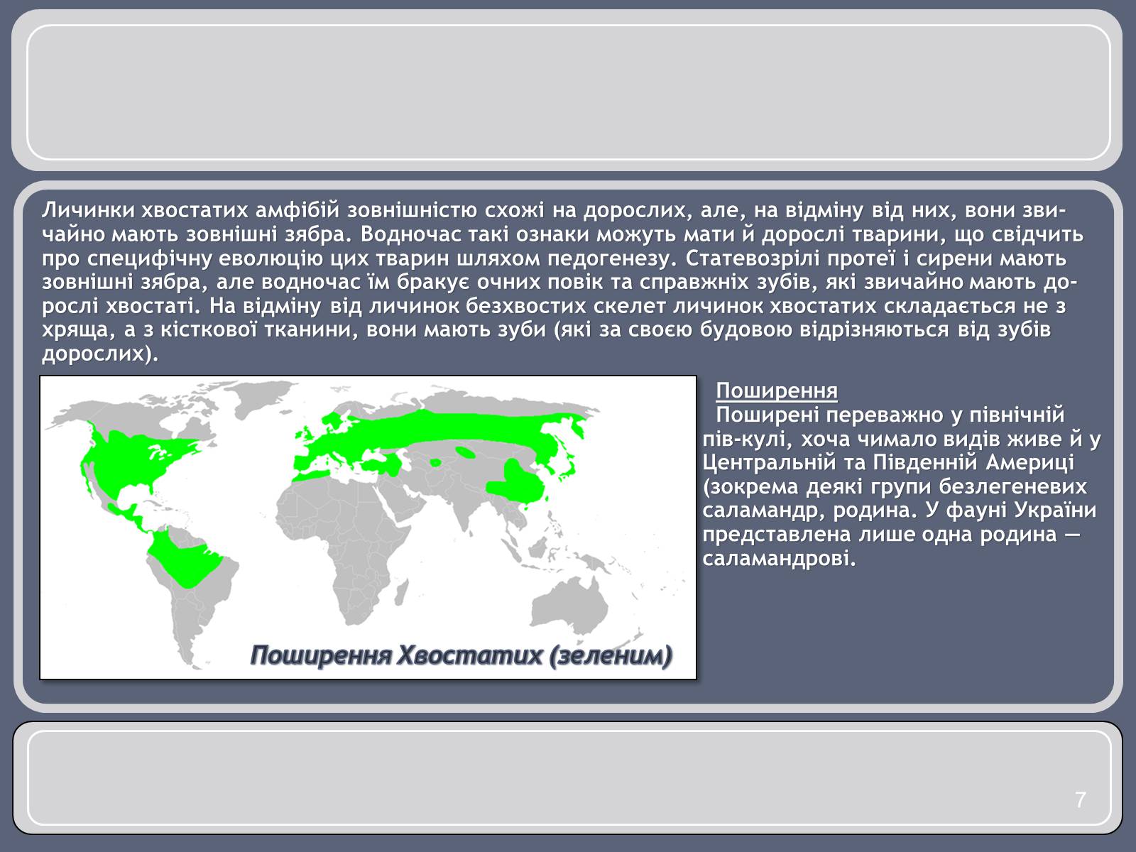 Презентація на тему «Різноманітність земноводних» (варіант 1) - Слайд #7