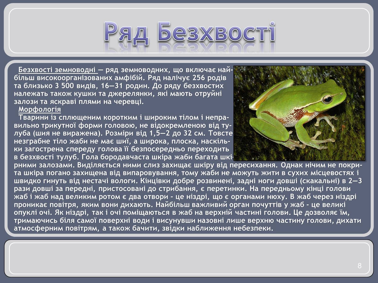 Презентація на тему «Різноманітність земноводних» (варіант 1) - Слайд #8