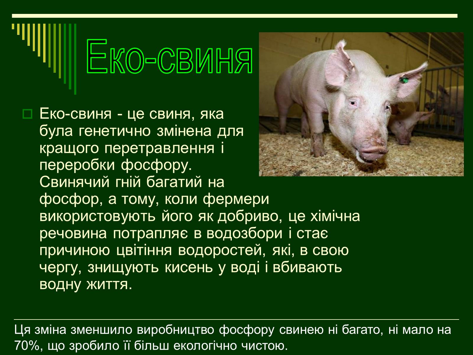 Презентація на тему «Трансгенні організми» (варіант 1) - Слайд #11