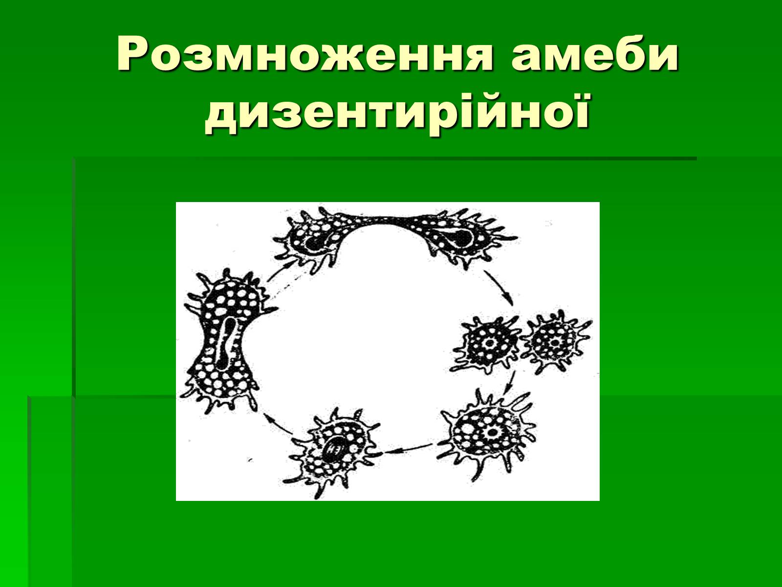 Презентація на тему «Паразитичні найпростіші» - Слайд #10