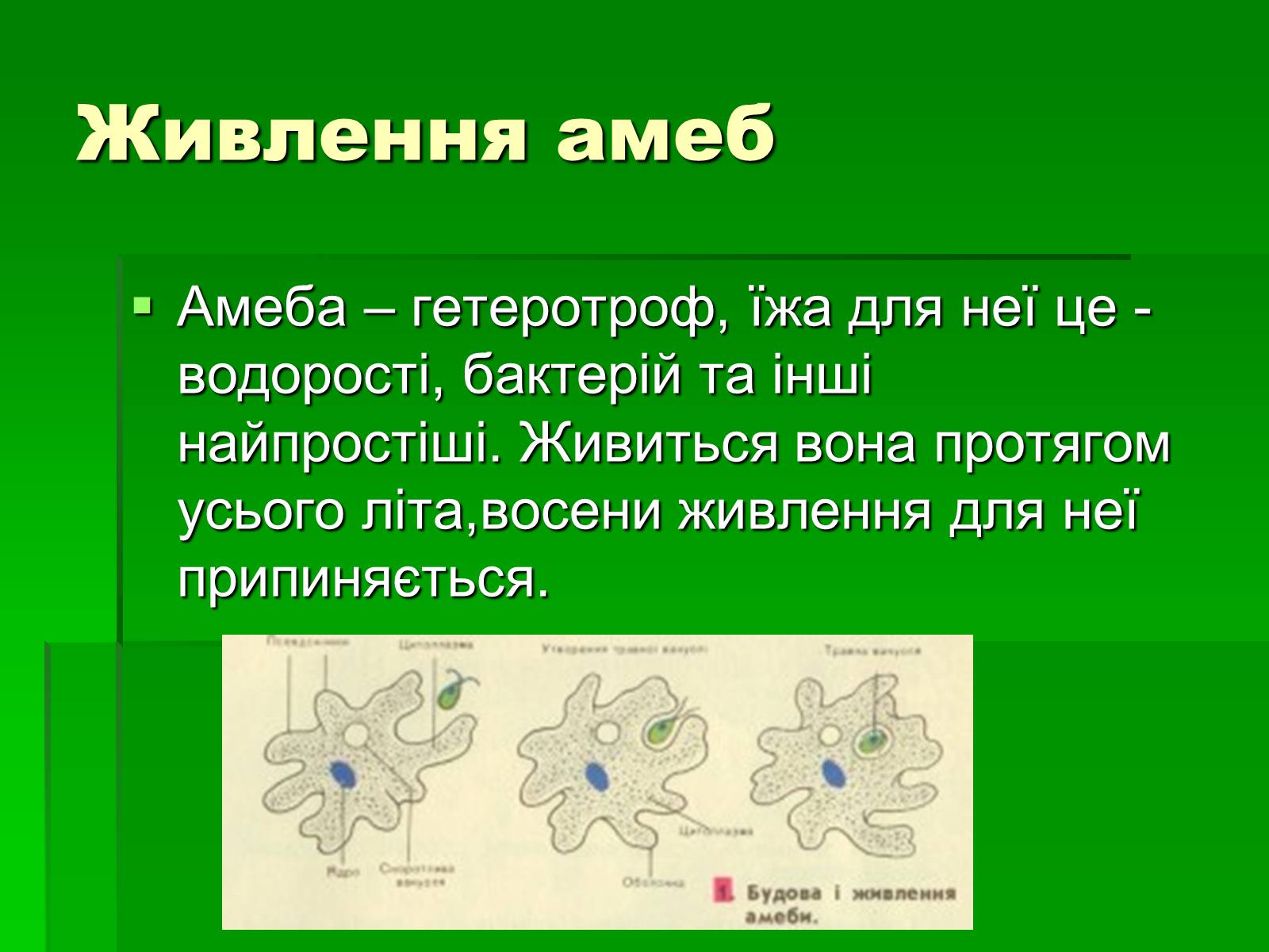 Презентація на тему «Паразитичні найпростіші» - Слайд #11