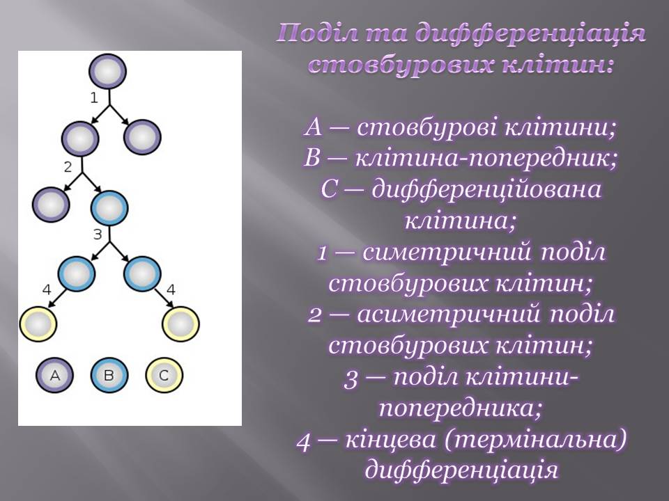 Презентація на тему «Стовбурові клітини» (варіант 6) - Слайд #18