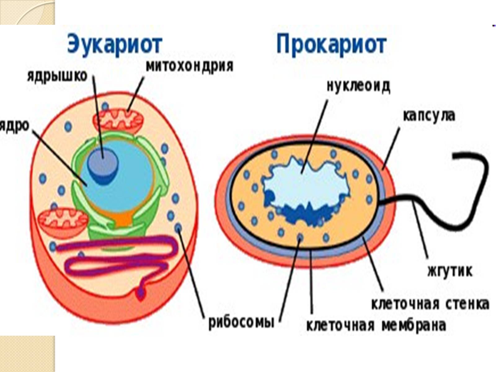 Презентація на тему «Основні закономірності функціонування генів у про – та еукаріотів» (варіант 1) - Слайд #11