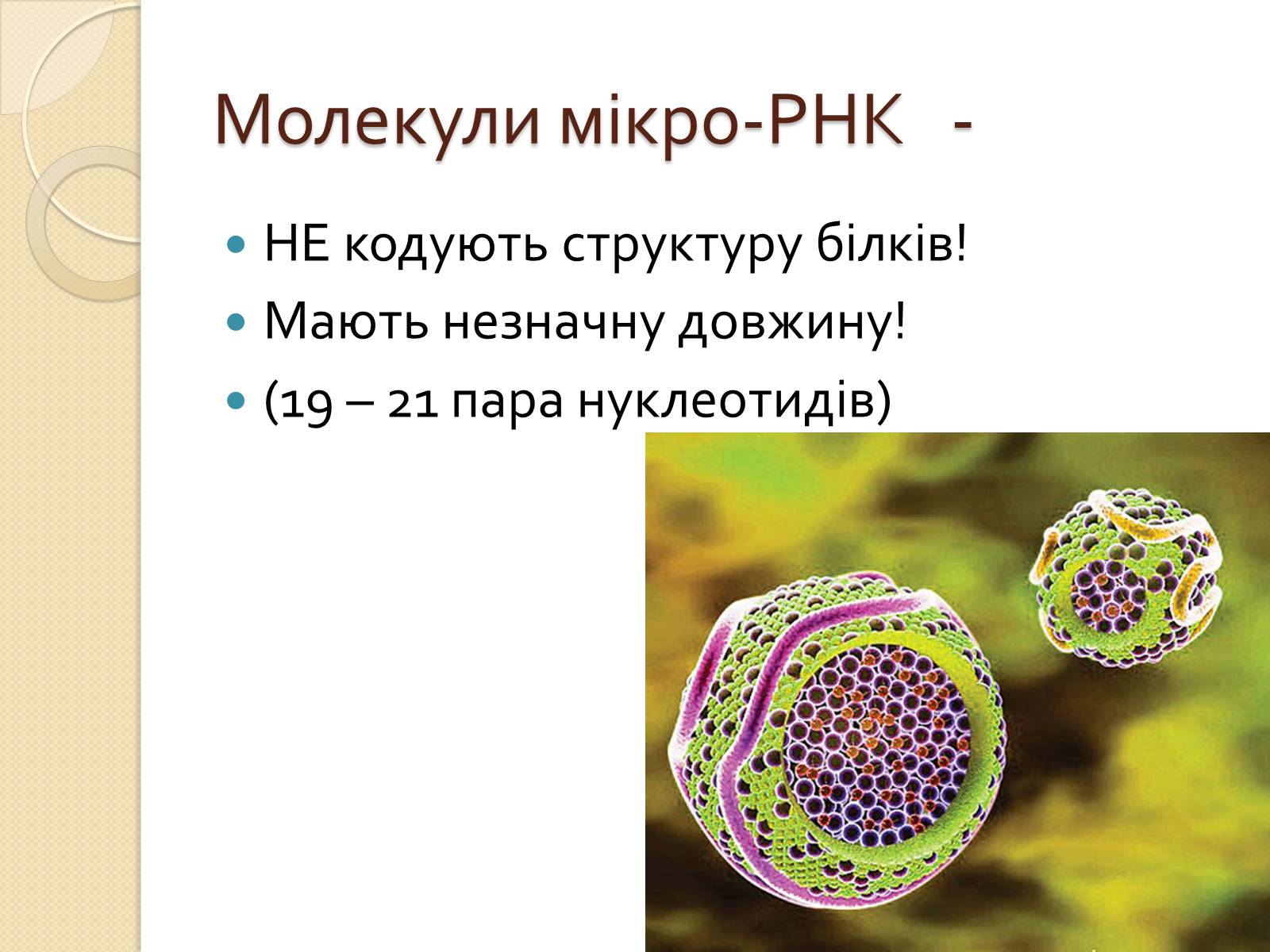 Презентація на тему «Основні закономірності функціонування генів у про – та еукаріотів» (варіант 1) - Слайд #24