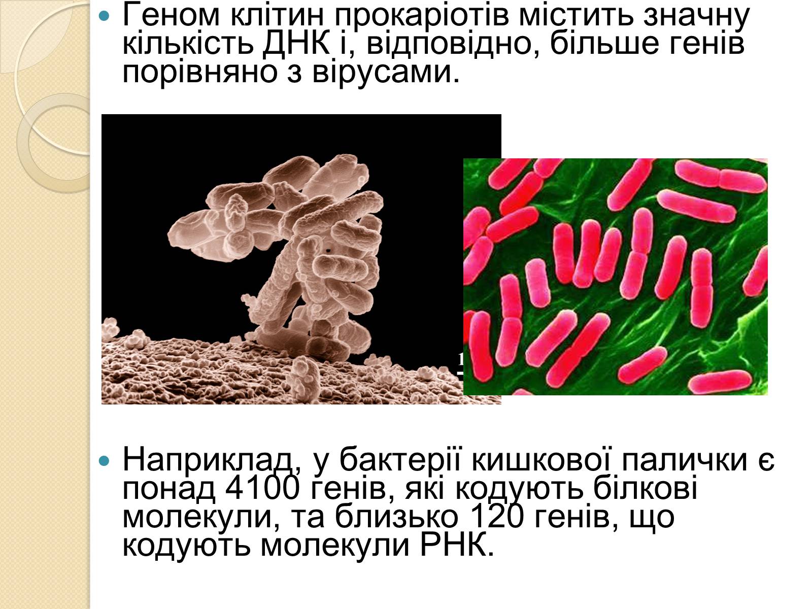 Презентація на тему «Основні закономірності функціонування генів у про – та еукаріотів» (варіант 1) - Слайд #3