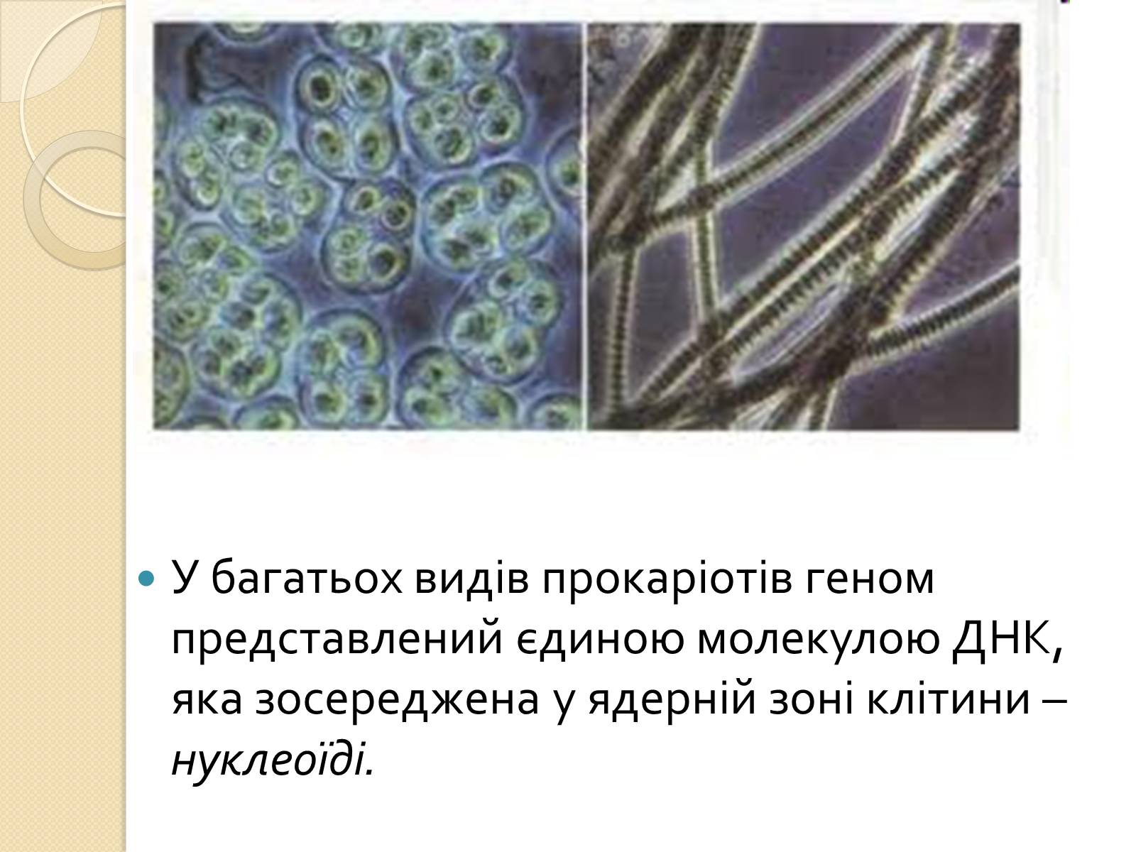 Презентація на тему «Основні закономірності функціонування генів у про – та еукаріотів» (варіант 1) - Слайд #6