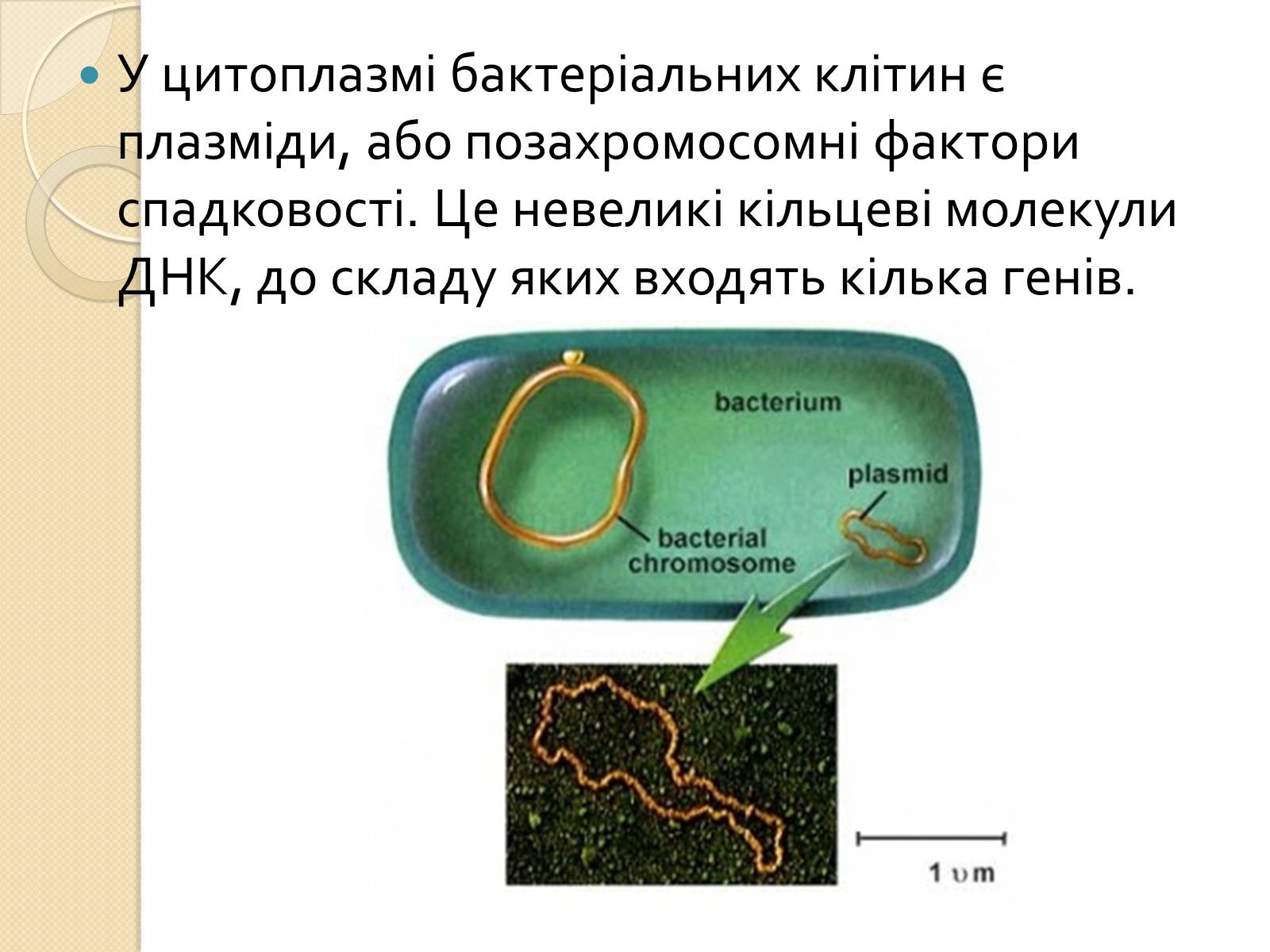 Презентація на тему «Основні закономірності функціонування генів у про – та еукаріотів» (варіант 1) - Слайд #7