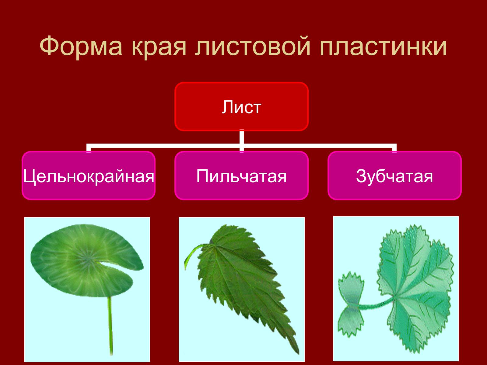 Презентація на тему «Внешнее строение и разнообразие листьев» - Слайд #11