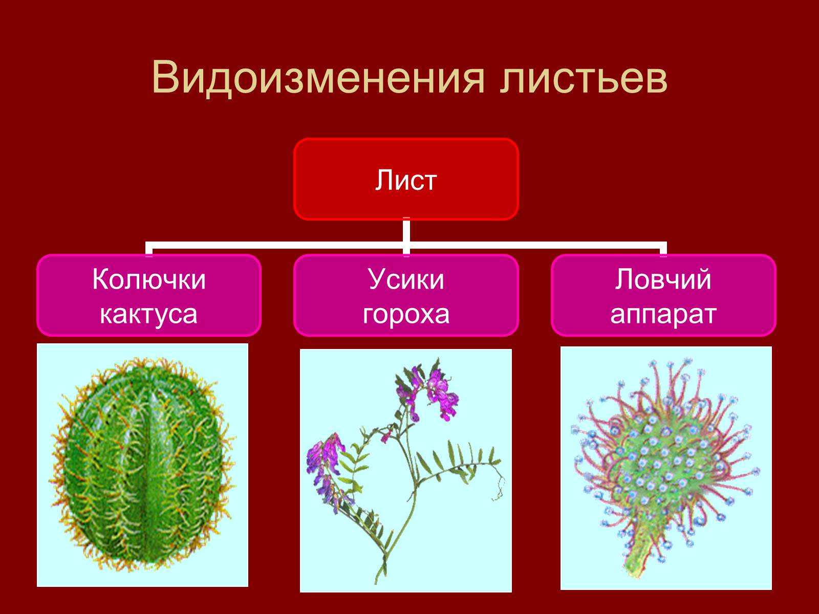 Презентація на тему «Внешнее строение и разнообразие листьев» - Слайд #13