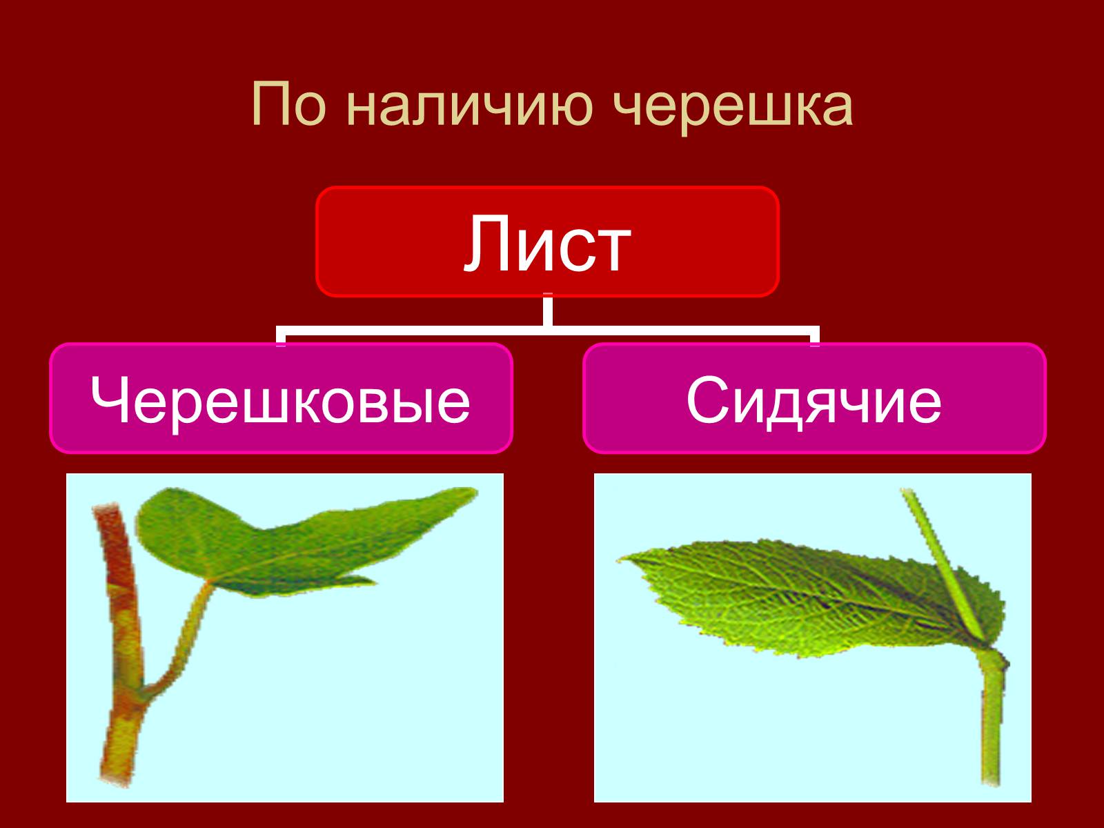 Наличие листьев. Черешковый 2) сидячий. Черешковый или сидячий лист. Строение сидячего листа. Строение черешкового листа.