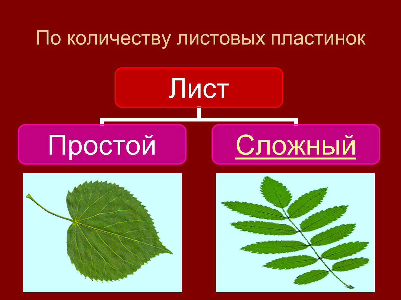 Презентація на тему «Внешнее строение и разнообразие листьев» - Слайд #8