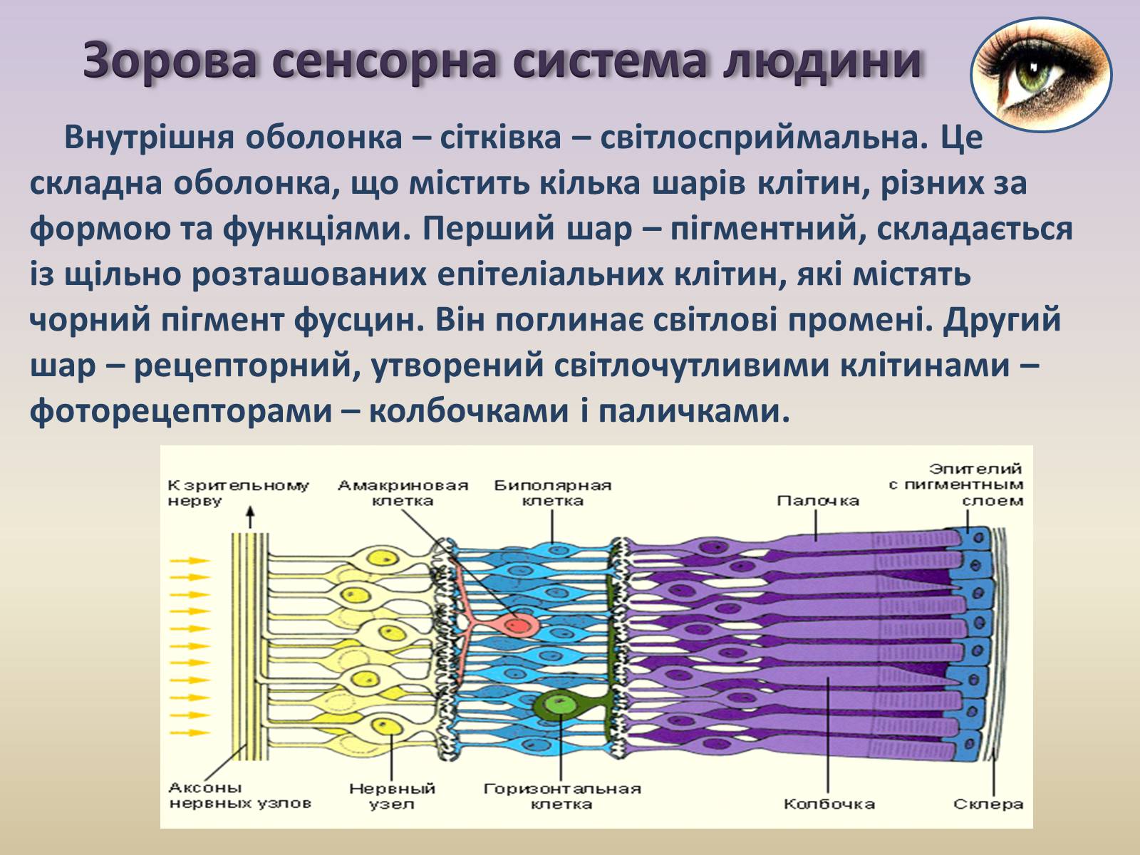 Горизонтальные клетки. Зорова сенсорна система. Горизонтальные клетки сетчатки. Строение палочек и колбочек глаза гистология. Слои сетчатки.