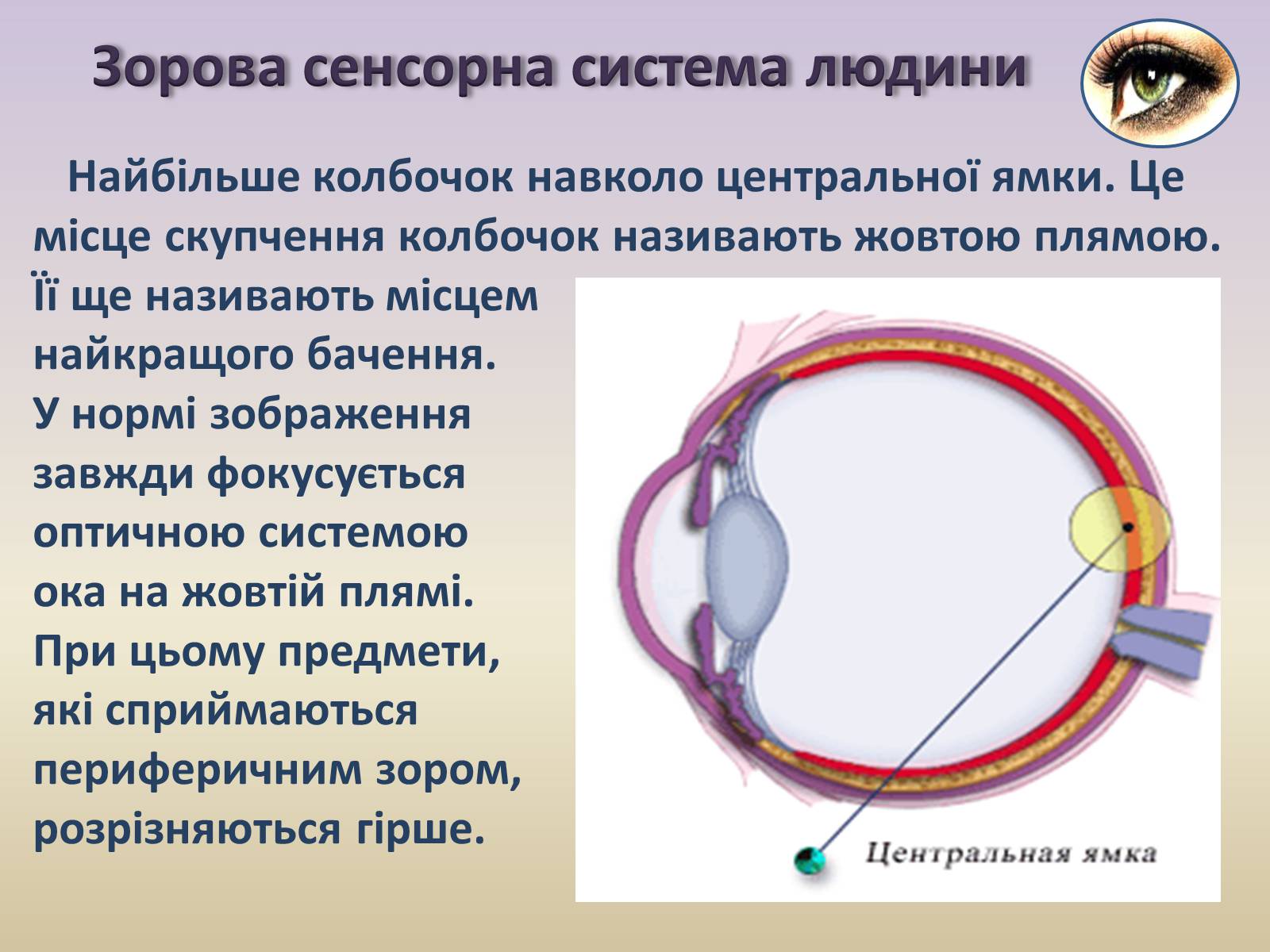 Презентація на тему «Сенсорна система ока» - Слайд #13