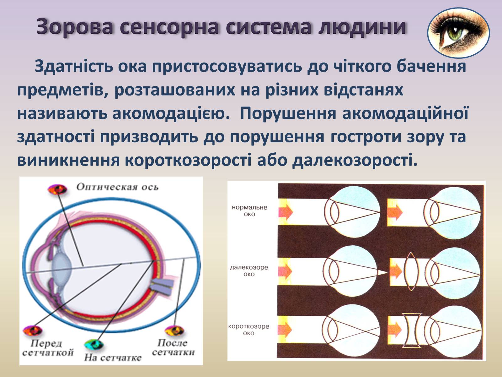 Презентація на тему «Сенсорна система ока» - Слайд #24
