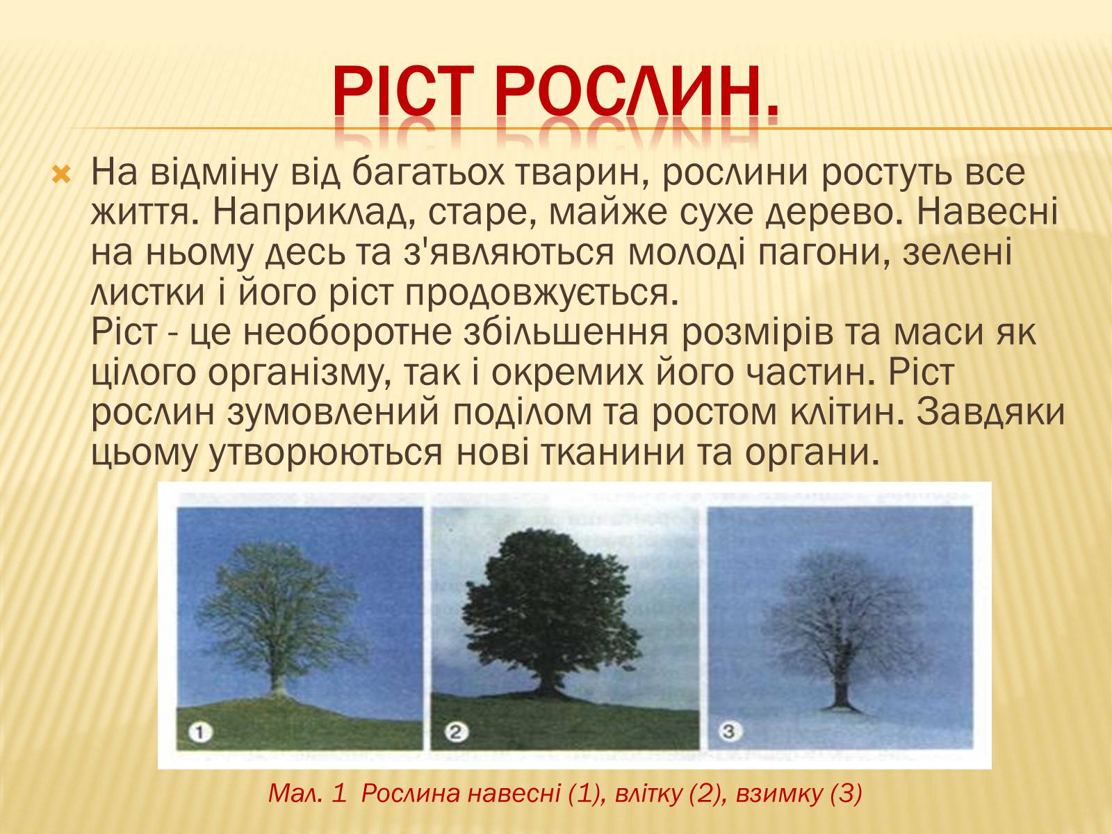 Презентація на тему «Життєвий цикл рослин» (варіант 1) - Слайд #3