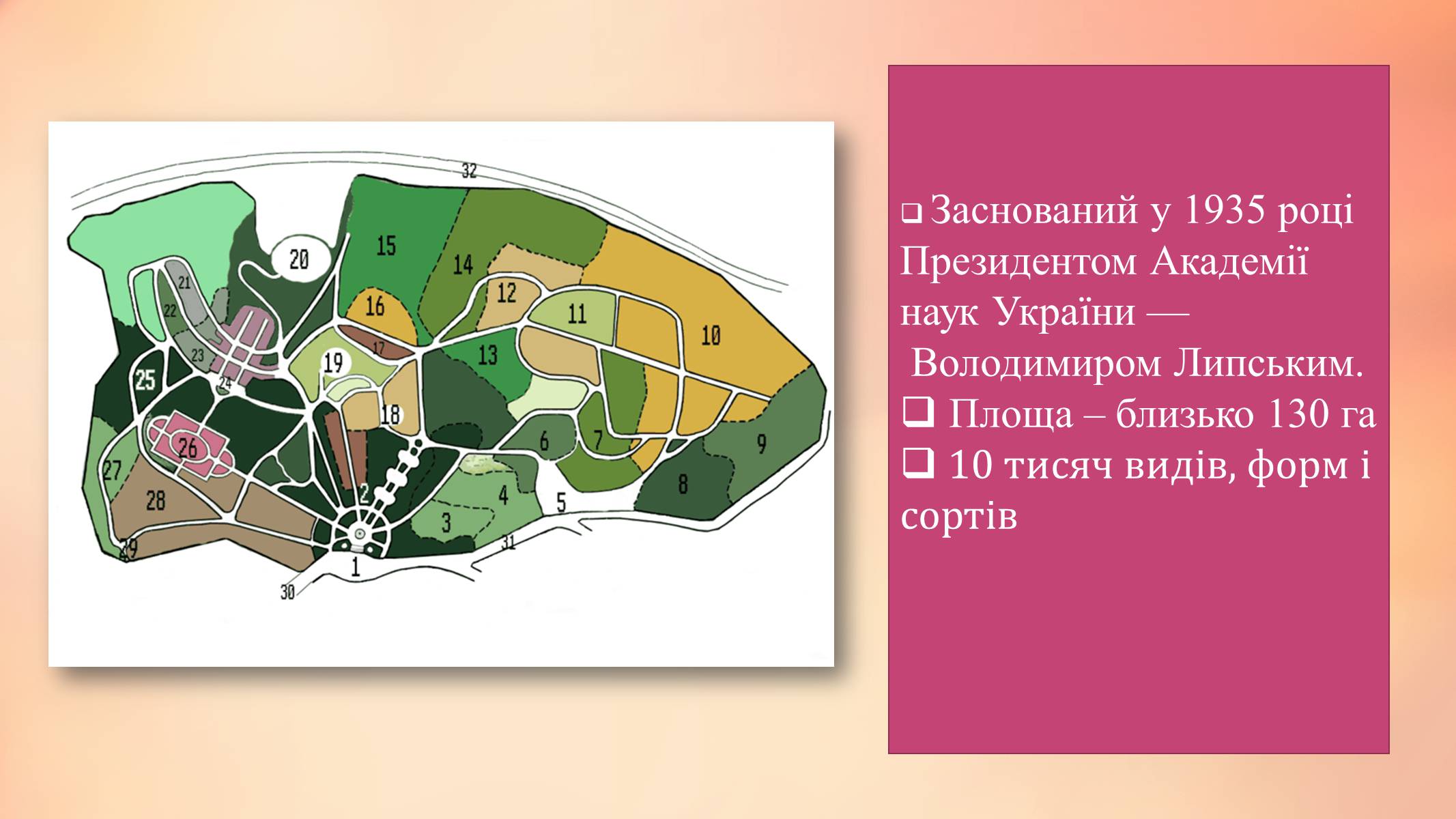 Презентація на тему «Національний ботанічний сад ім. М. Гришка» - Слайд #4