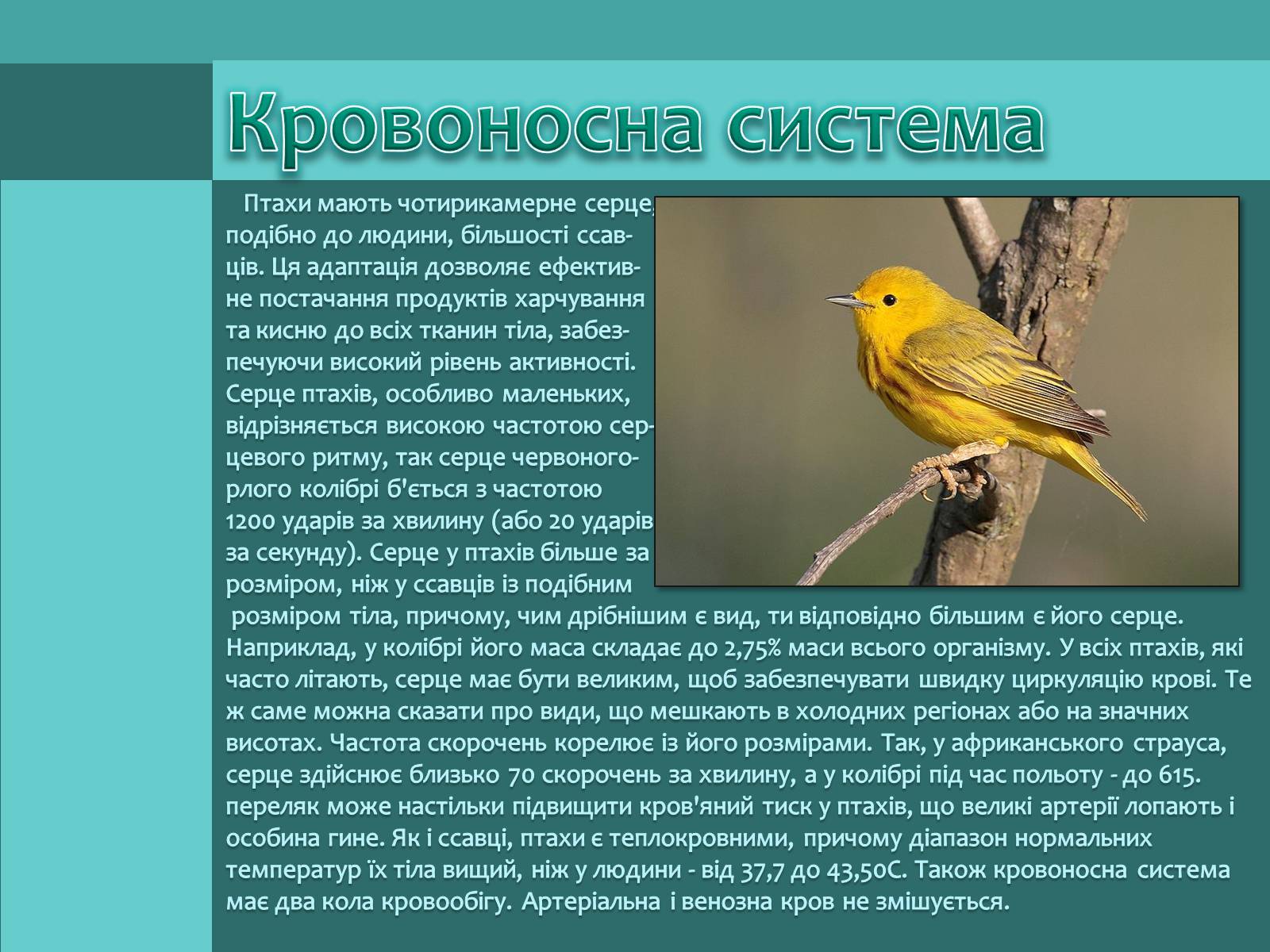 Презентація на тему «Внутрішня будова птахів» (варіант 1) - Слайд #11