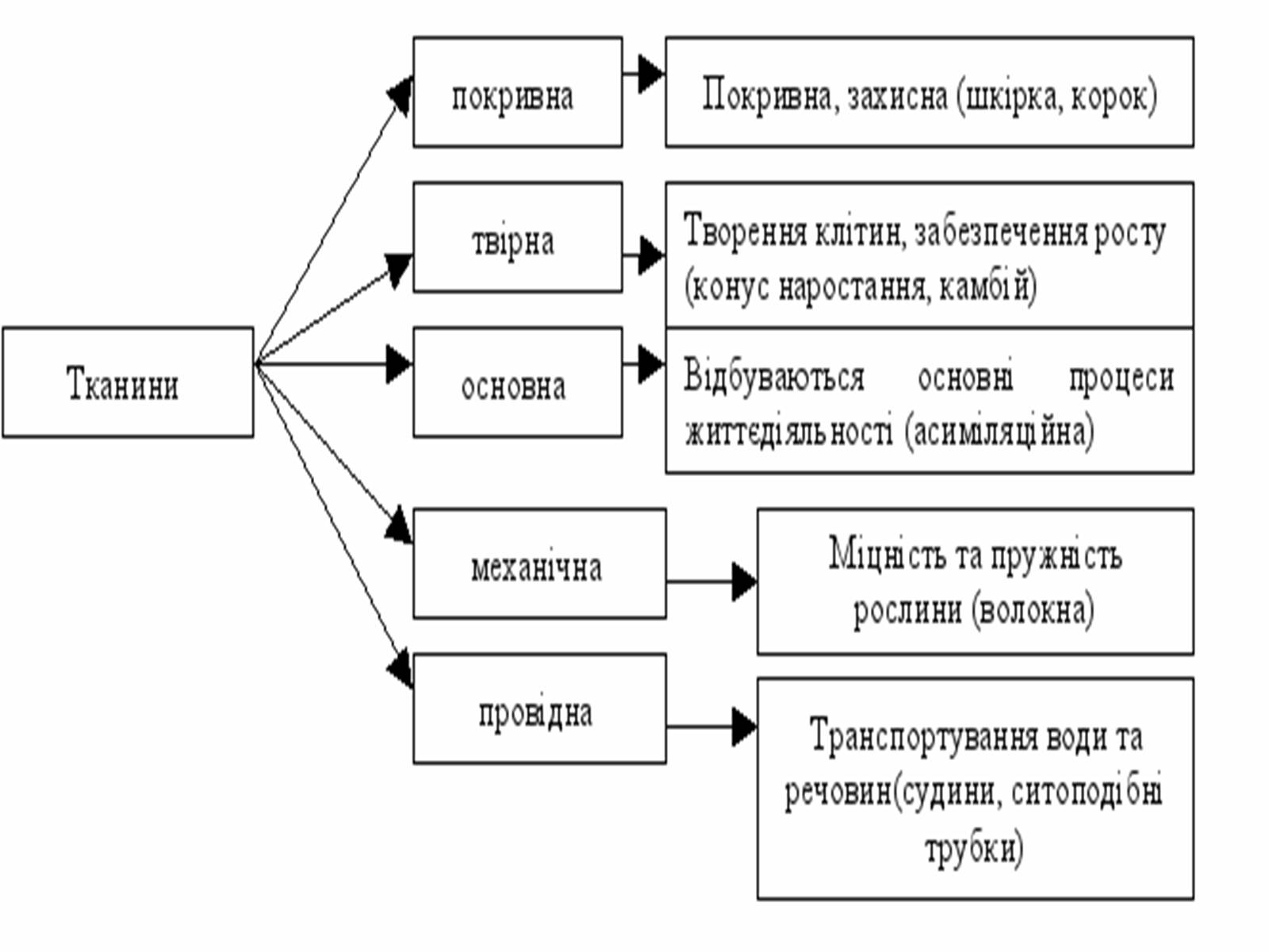 Презентація на тему «Тканини рослинного організму» - Слайд #6