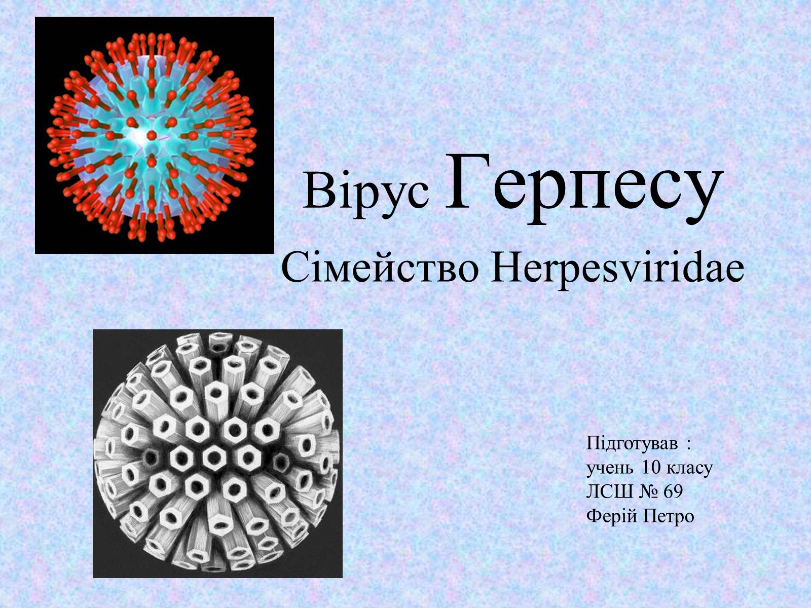 Вирус герпеса. Вирус семейства Herpesviridae. Вирус герпеса семейство. Презентация на тему вирус герпеса. Вирус простого герпеса презентация.