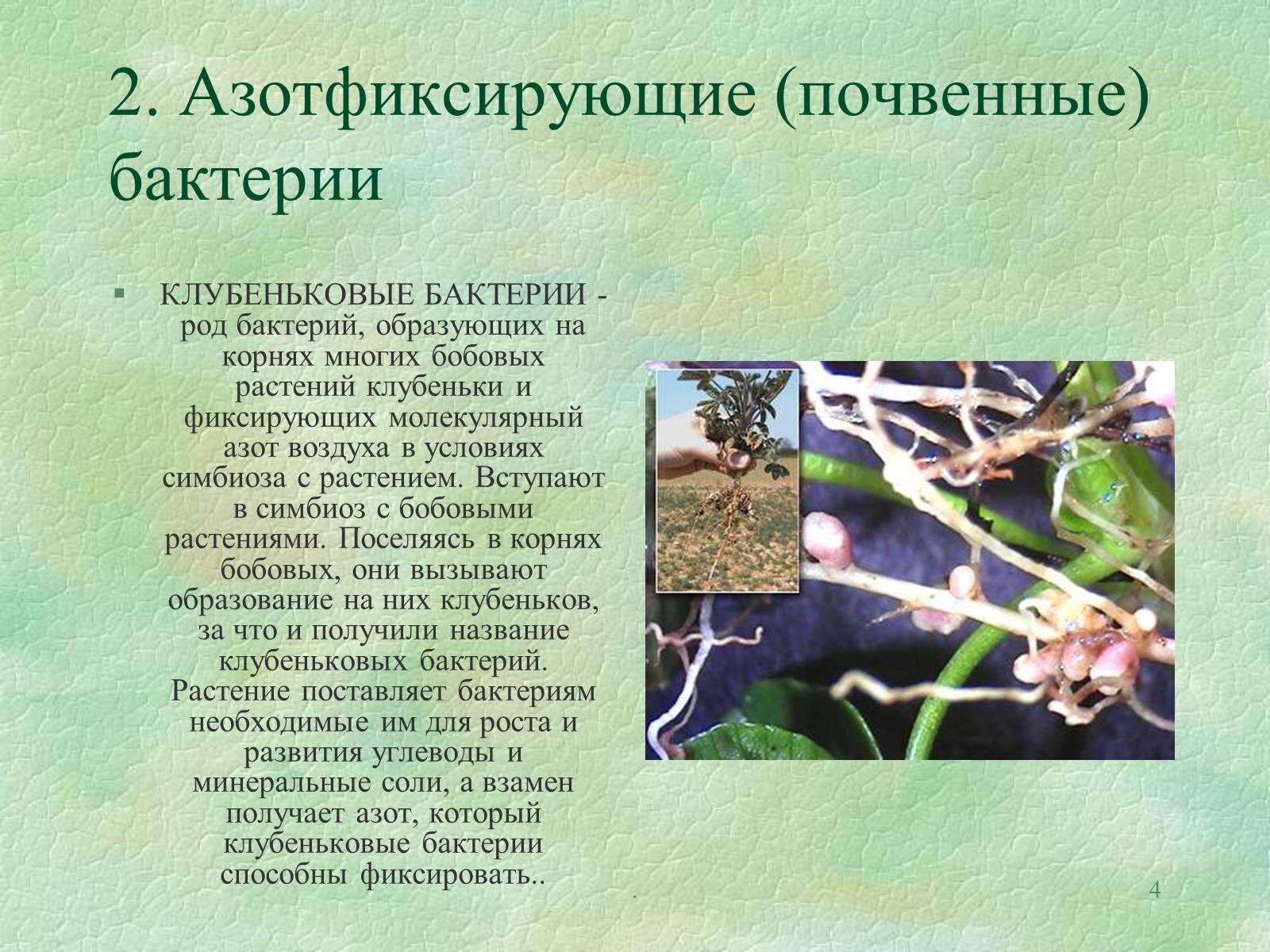 Презентація на тему «Значение бактерий в природе и жизни человека» - Слайд #4