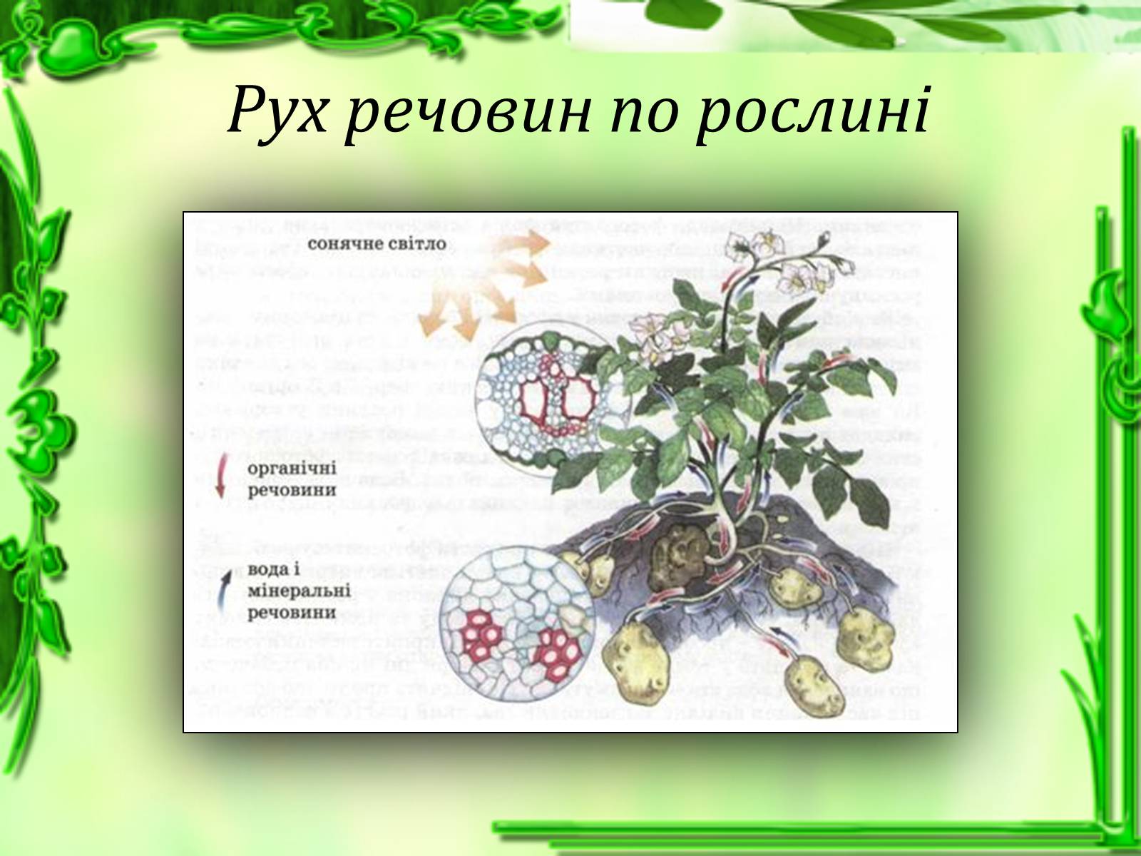 Презентація на тему «Транспорт речовин» - Слайд #9