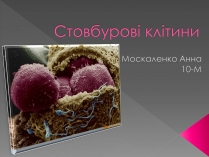 Презентація на тему «Стовбурові клітини» (варіант 4)