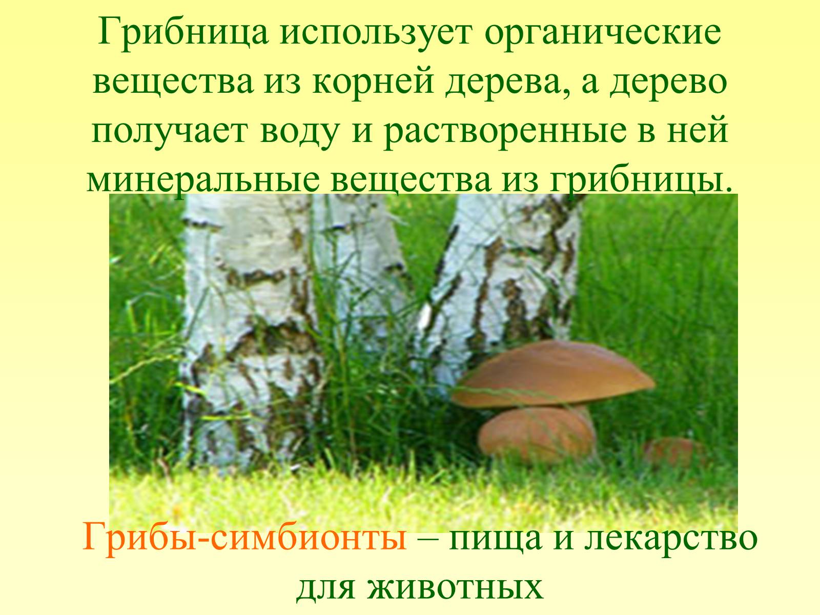 Презентація на тему «РОЛЬ ГРИБОВ В ПРИРОДЕ И ЖИЗНИ ЧЕЛОВЕКА» - Слайд #9