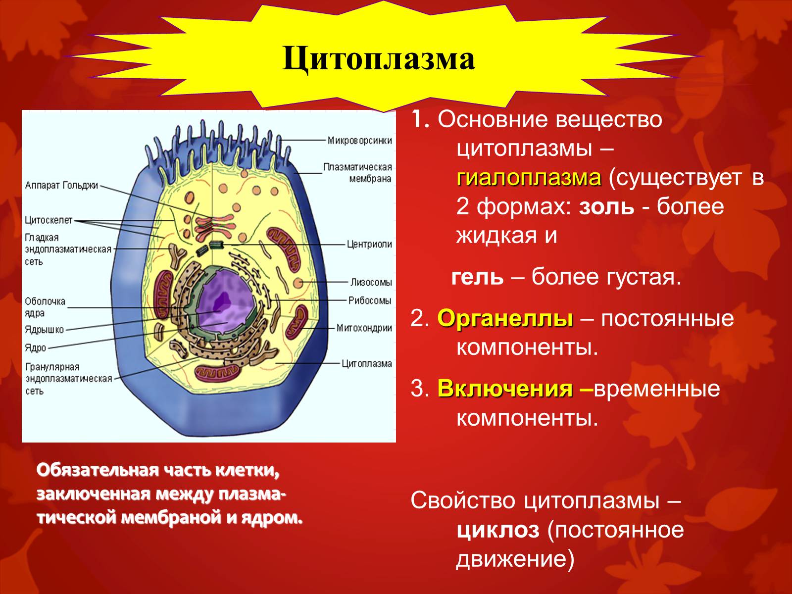 Презентація на тему «Строение клетки и её функции» - Слайд #13