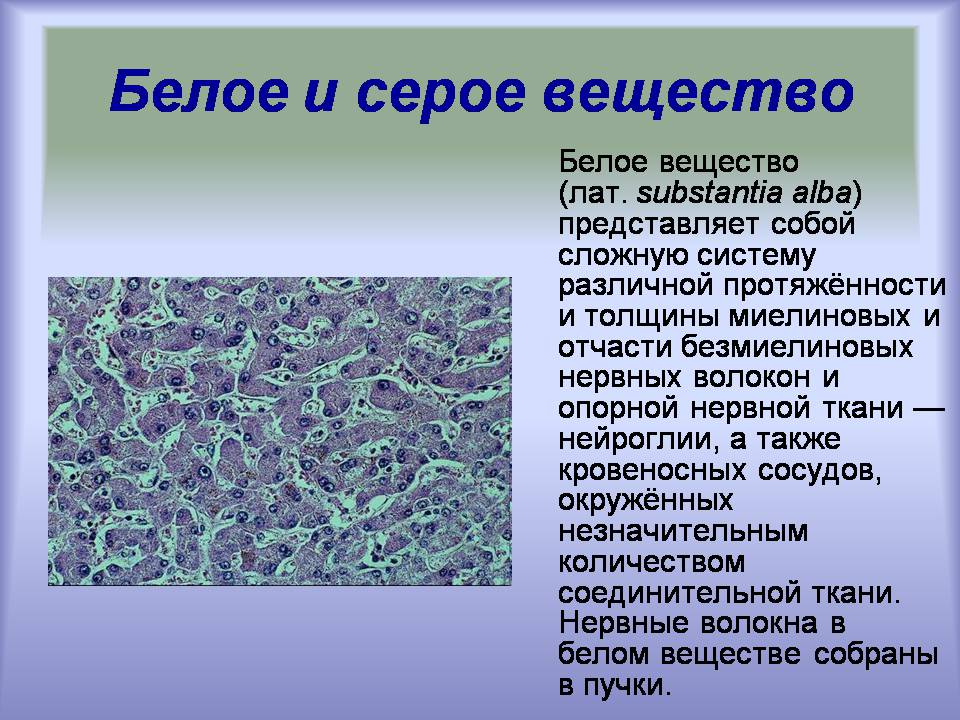 Презентація на тему «Центральная нервная система» - Слайд #17