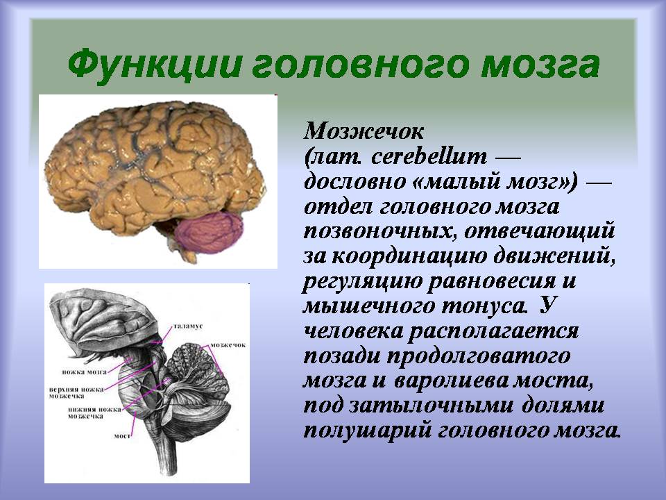 Мозга теме. Мозжечок мозг функции. Функции мозжечка в головном мозге. Головной мозг нервная система. Отдел мозга отвечающий за координацию движений.