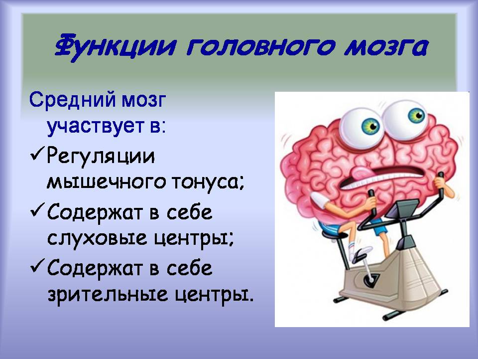 Презентація на тему «Центральная нервная система» - Слайд #9