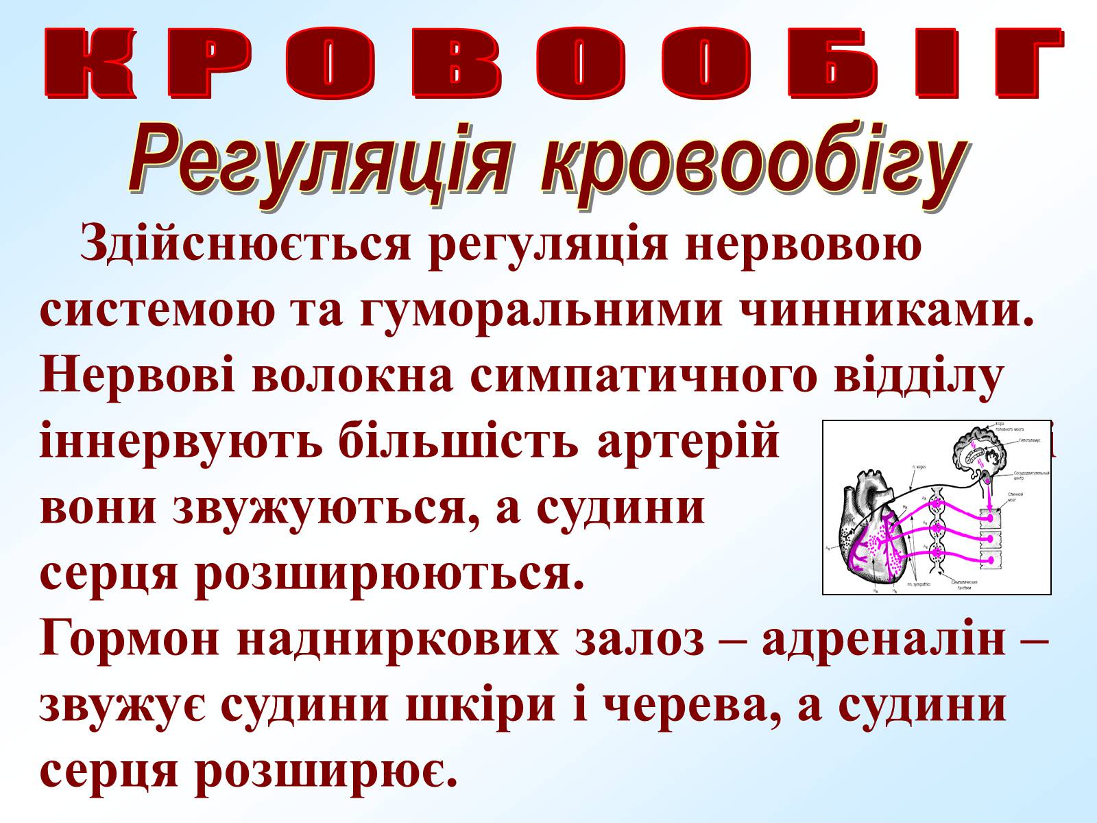 Презентація на тему «Кровообіг» - Слайд #26