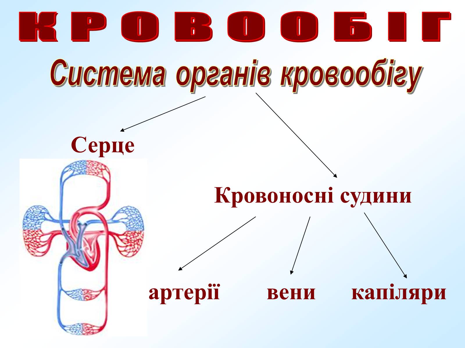 Презентація на тему «Кровообіг» - Слайд #3