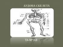 Презентація на тему «Будова Скелету»